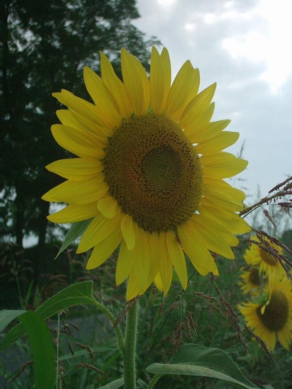Agriturismo Colombarola Sona Dış mekan fotoğraf