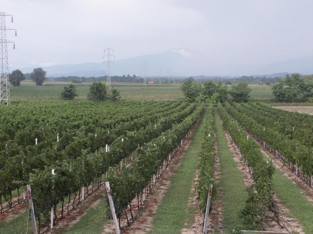 Agriturismo Colombarola Sona Dış mekan fotoğraf