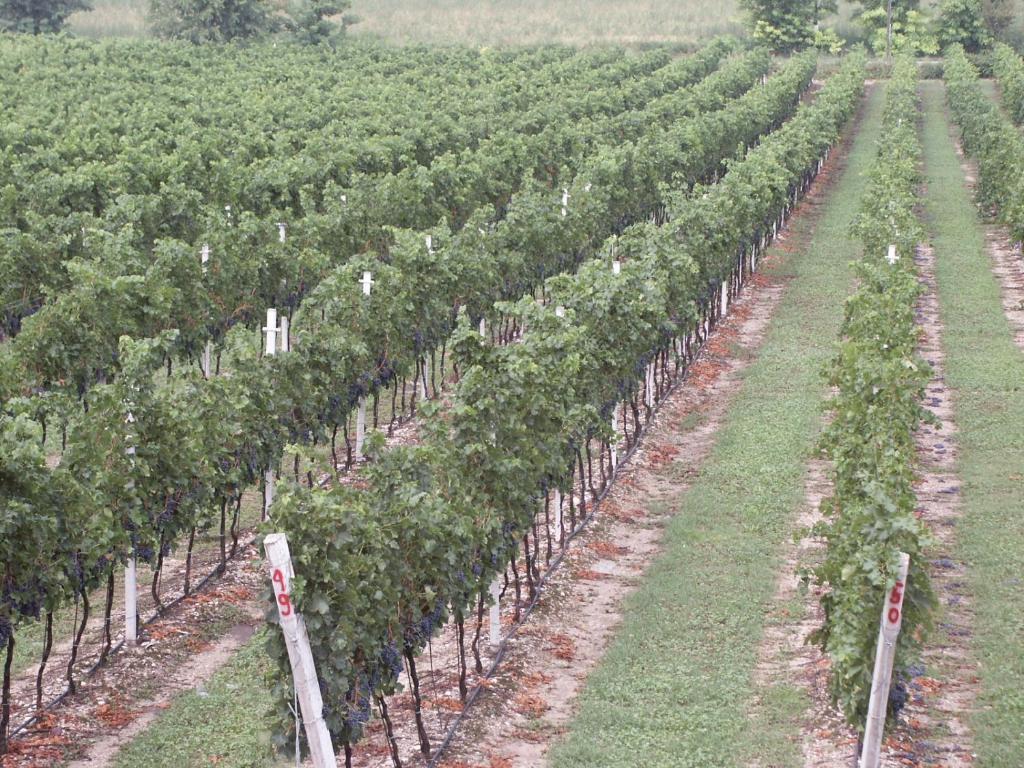 Agriturismo Colombarola Sona Dış mekan fotoğraf